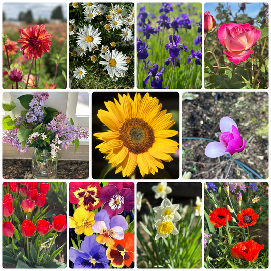 Květiny — flowers and finding my roots