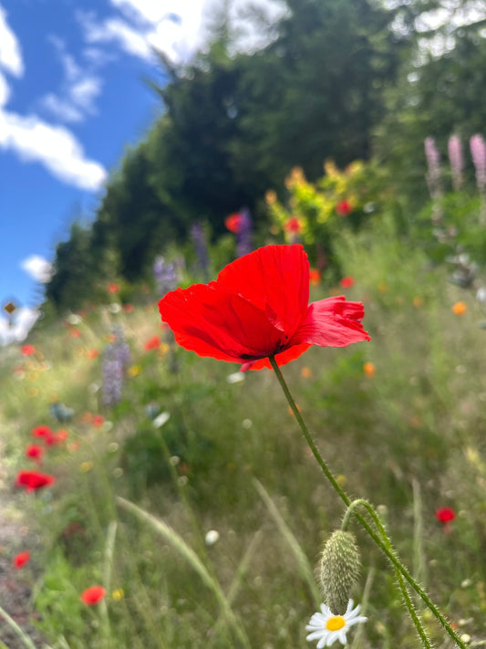 A Wildflower Moment