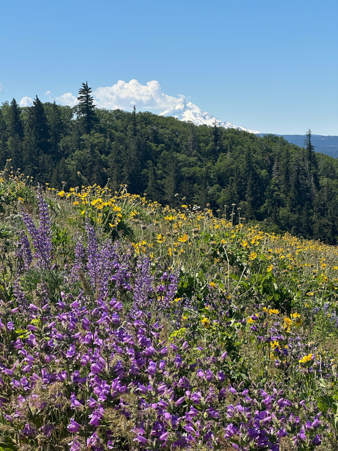 A wildflower hike — where Mother Nature paints the trail in full bloom