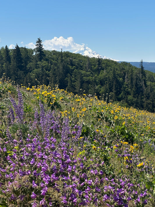 A wildflower hike — where Mother Nature paints the trail in full bloom